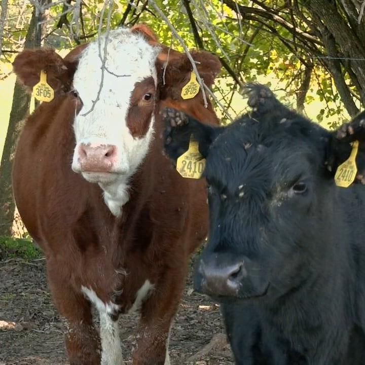 Kentucky farmers divided over President Trump’s plan to import more Argentine beef